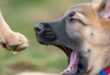 Jubilant Paws: Tackling Pet Mouthing Troubles