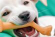 Taming the Teething: Solutions for Pet Biting