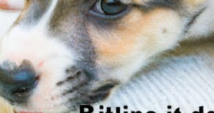 Pup Biting: Programs for a Chunk-free Dwelling