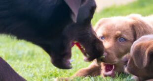 Teaching Pups to Play Wisely: Bite Inhibition