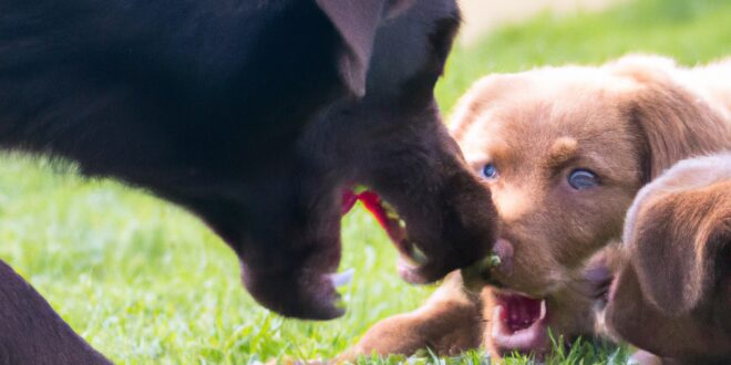 Teaching Pups to Play Wisely: Bite Inhibition