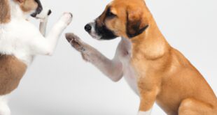 Coaching Puppies on Aggression: A Manual