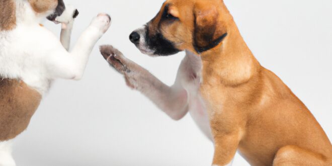 Coaching Puppies on Aggression: A Manual