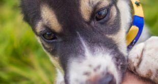 Taming the Domestic dog Bite: Choices That If truth be told Work