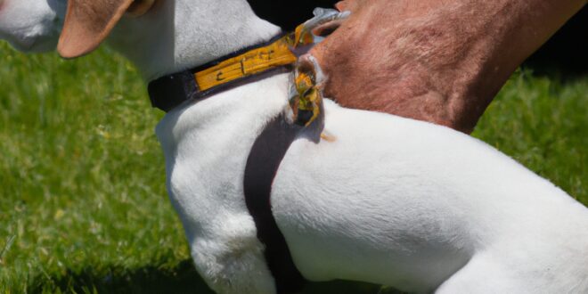 Pup Practising: Mastering Obedience Tactics