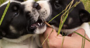 Calming the Chunk: Mastering Puppy Aggression