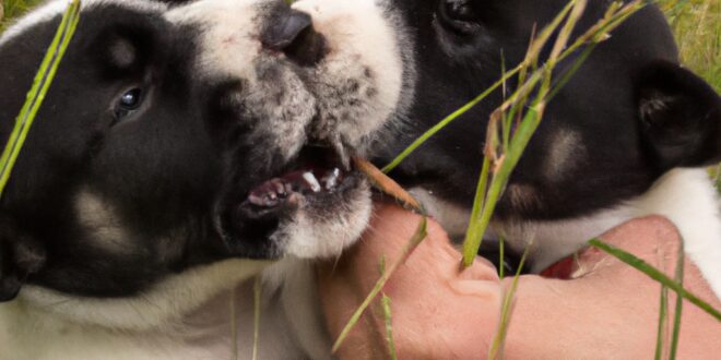Calming the Chunk: Mastering Puppy Aggression