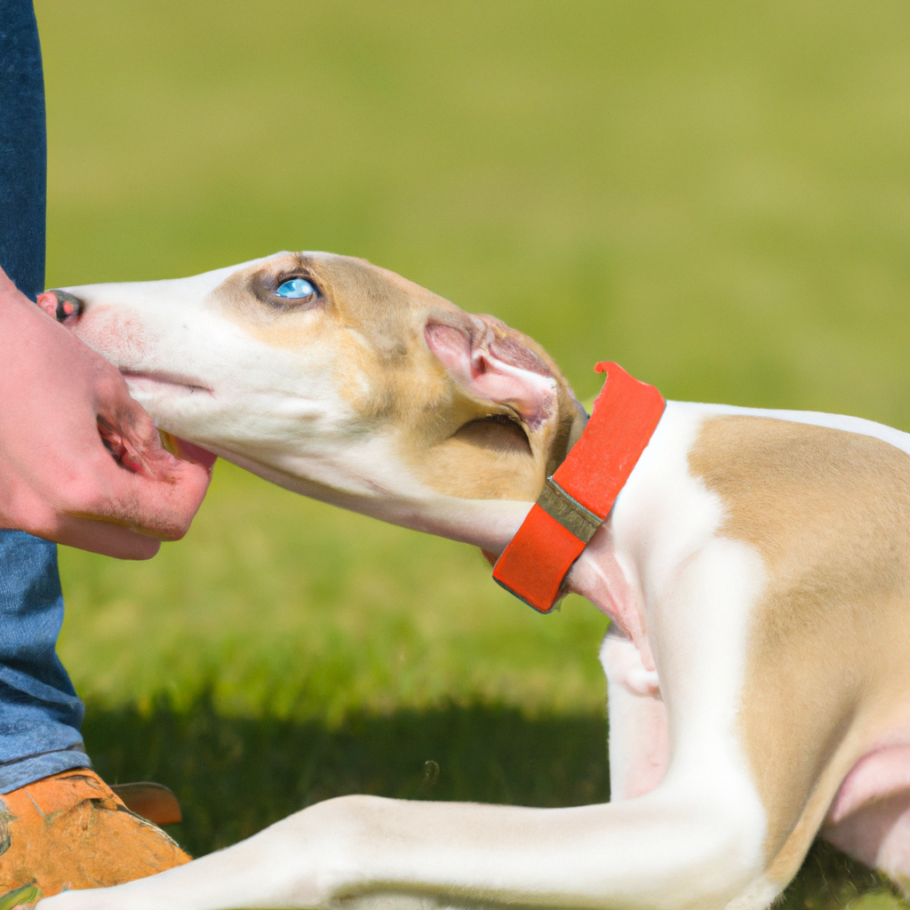 Preserving Coaching: Solutions for Pet Biting